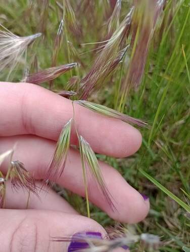 Bouteloua megapotamica (Bouteloua megapotamica)