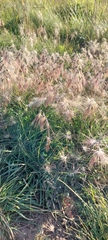 Bouteloua megapotamica (Bouteloua megapotamica)