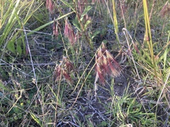 Bouteloua megapotamica (Bouteloua megapotamica)