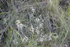 Bouteloua megapotamica (Bouteloua megapotamica)