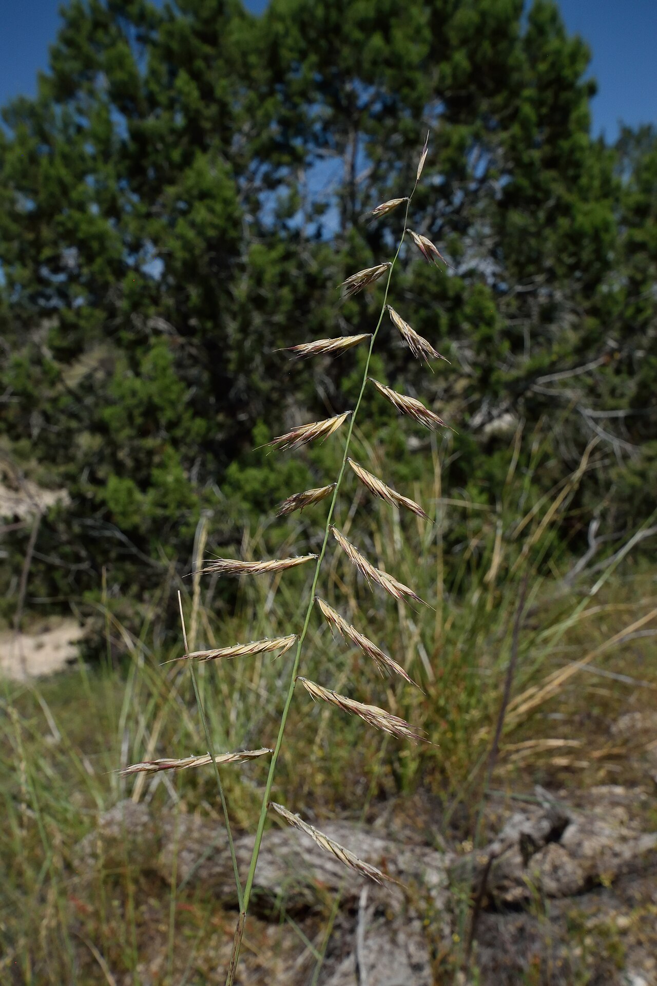 Purple grama: Bouteloua radicosa, purple grama inflorescence