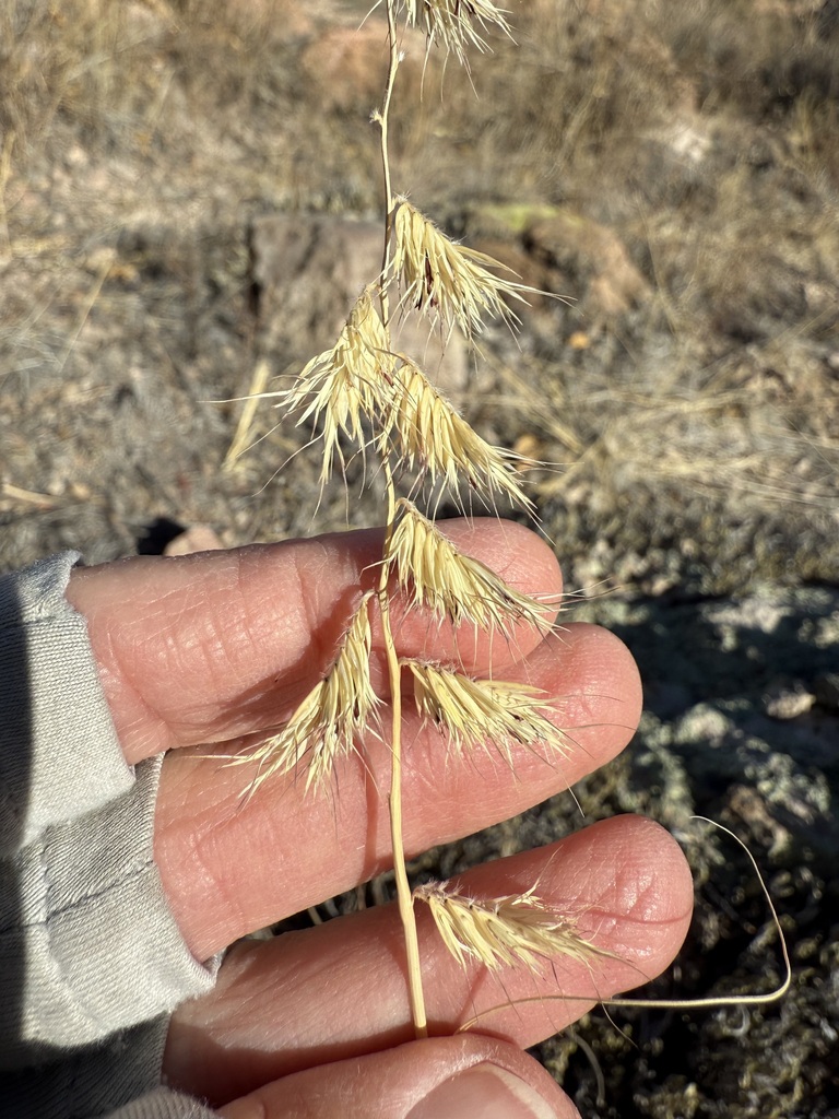 Purple grama (Bouteloua radicosa)