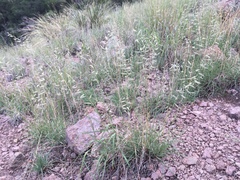 Purple grama (Bouteloua radicosa)