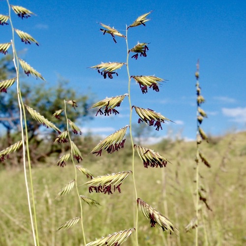 Purple grama (Bouteloua radicosa)