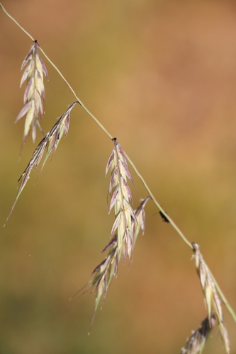 Purple grama (Bouteloua radicosa)