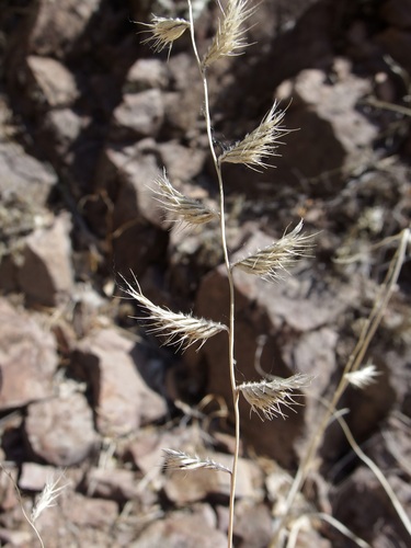 Purple grama (Bouteloua radicosa)