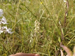 Texas grama (Bouteloua rigidiseta)