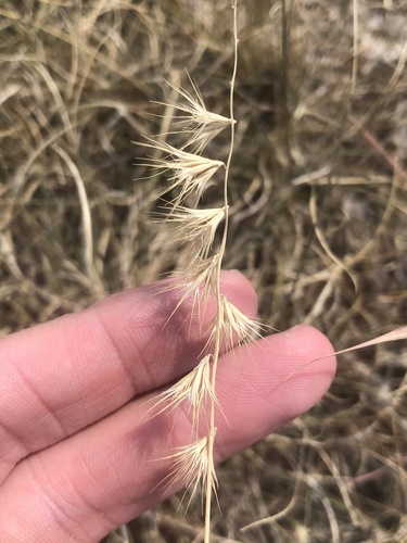 Texas grama (Bouteloua rigidiseta)