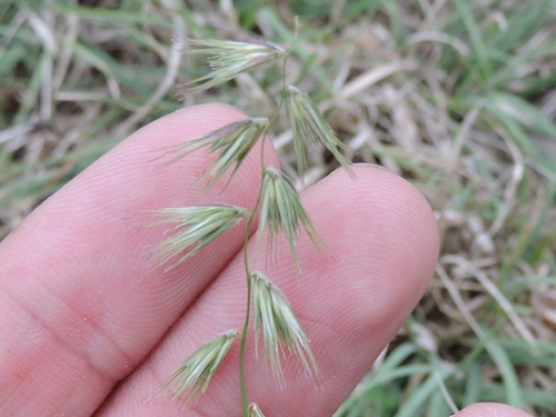 Texas grama (Bouteloua rigidiseta)