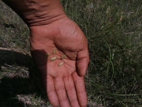 Texas grama (Bouteloua rigidiseta)