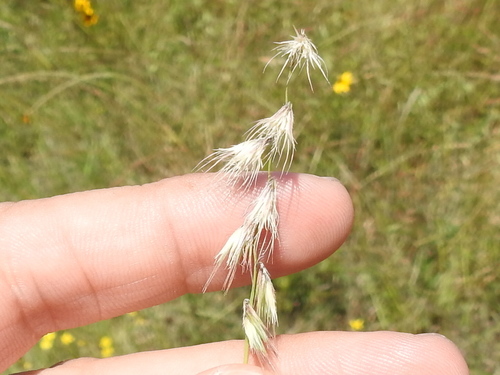 Texas grama (Bouteloua rigidiseta)