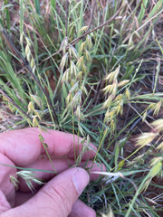 Texas grama (Bouteloua rigidiseta)