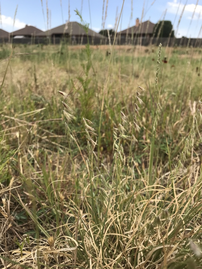 Texas grama (Bouteloua rigidiseta)