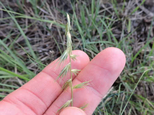 Texas grama (Bouteloua rigidiseta)