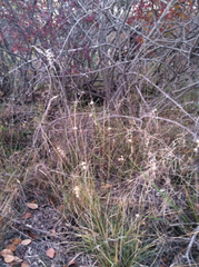 Texas grama (Bouteloua rigidiseta)