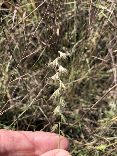 Texas grama (Bouteloua rigidiseta)
