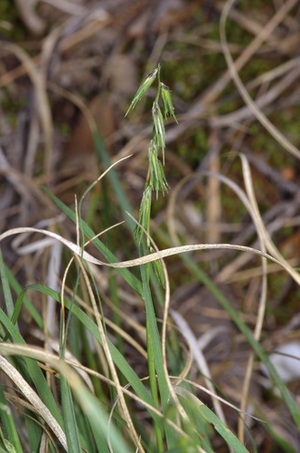 Texas grama (Bouteloua rigidiseta)
