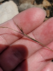 Red grama (Bouteloua trifida)