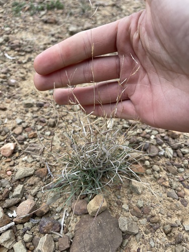 Red grama (Bouteloua trifida)