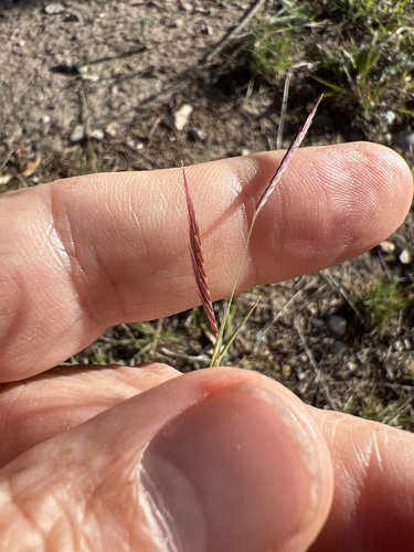 Red grama (Bouteloua trifida)