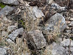 Red grama (Bouteloua trifida)