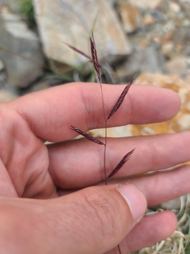 Red grama (Bouteloua trifida)