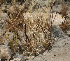 Red grama (Bouteloua trifida)