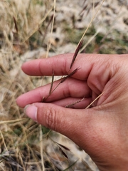 Red grama (Bouteloua trifida)
