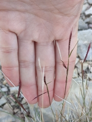 Red grama (Bouteloua trifida)