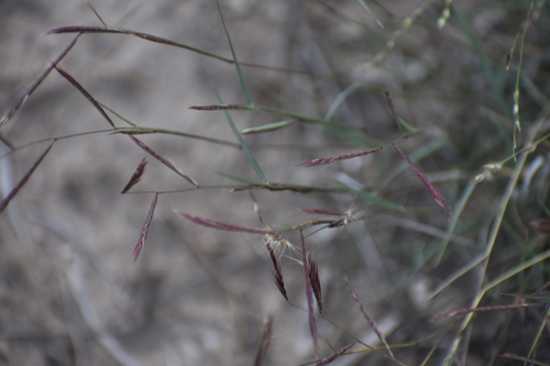 Red grama (Bouteloua trifida)
