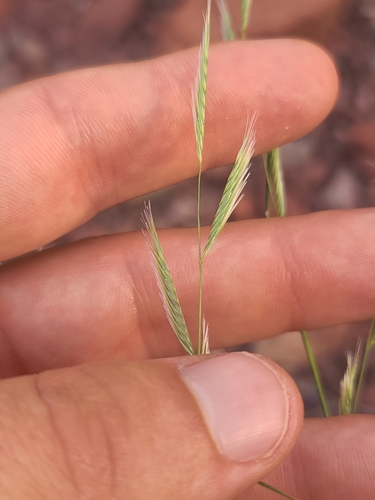 Red grama (Bouteloua trifida)