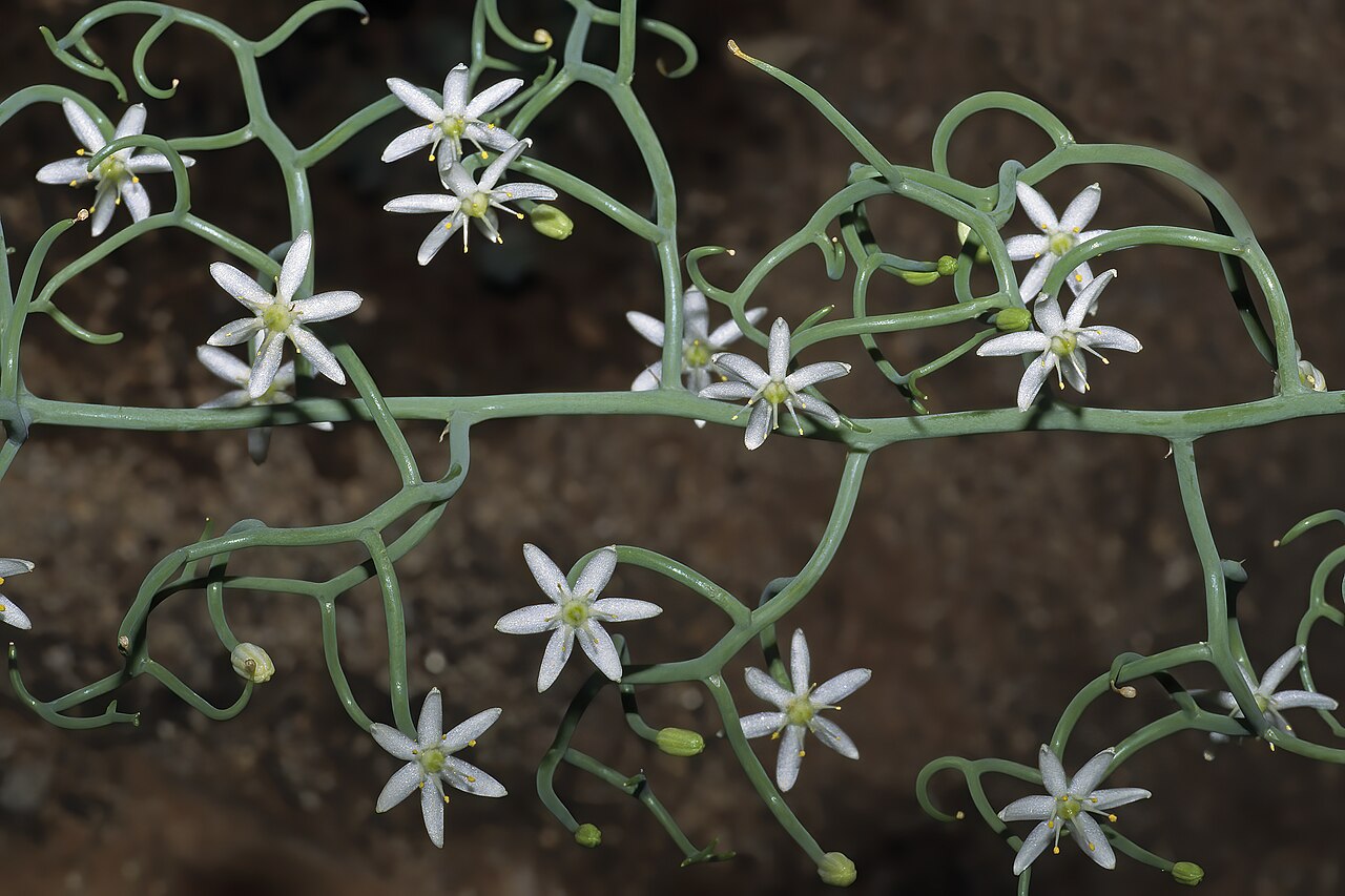 Bowiea gariepensis: Bowiea volubilis subsp. gariepensis , flowers; Pretoria National Botanical Garden, Pretoria, Gauteng, South Africa
