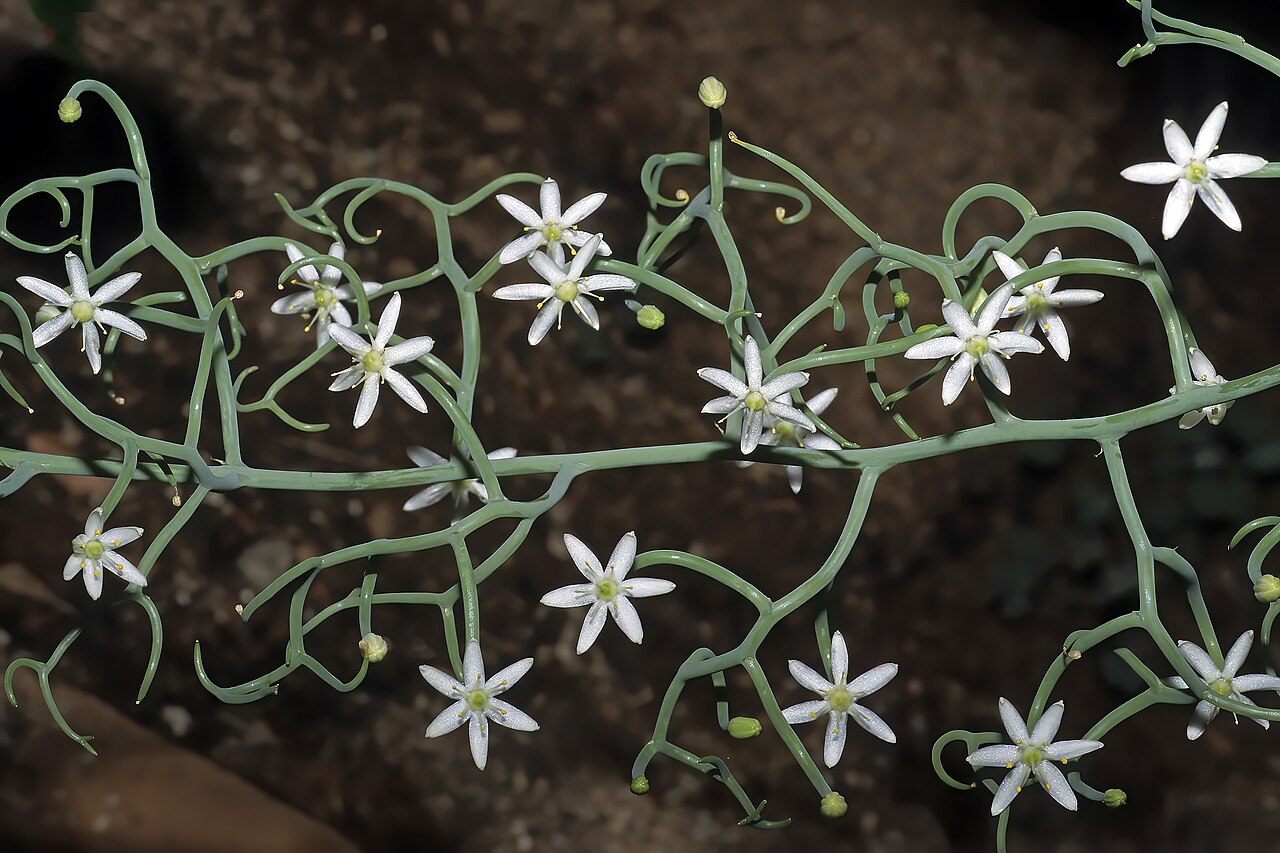 Bowiea gariepensis: Bowiea volubilis subsp. gariepensis , flowers; Pretoria National Botanical Garden, Pretoria, Gauteng, South Africa