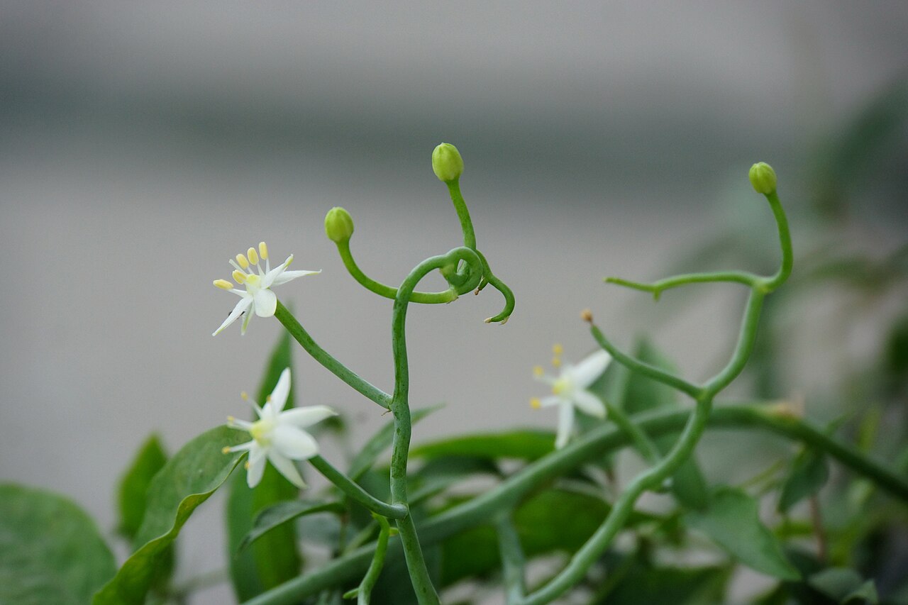 Bowiea gariepensis: 嘉麗仙鞭草 Bowiea gariepensis