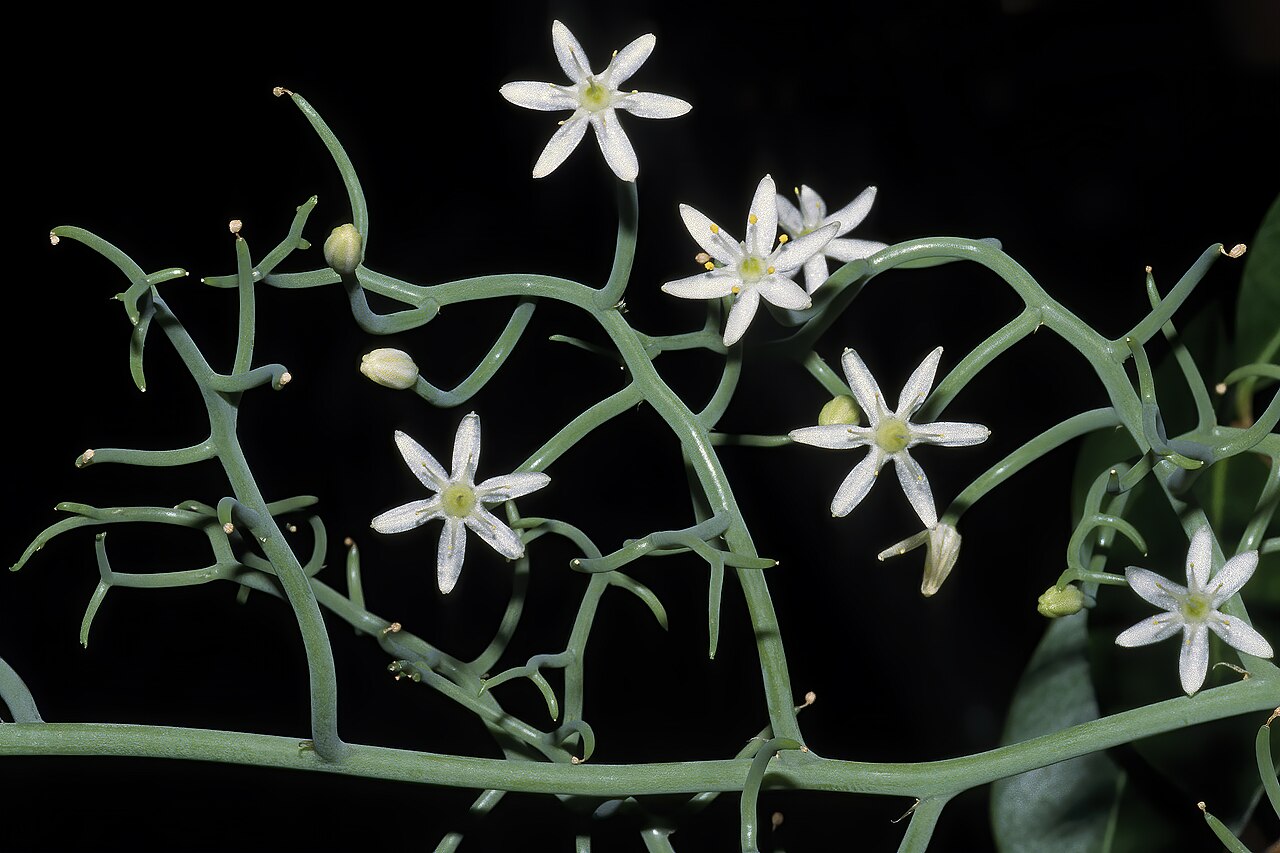 Bowiea gariepensis: Bowiea volubilis subsp. gariepensis , flowers; Pretoria National Botanical Garden, Pretoria, Gauteng, South Africa