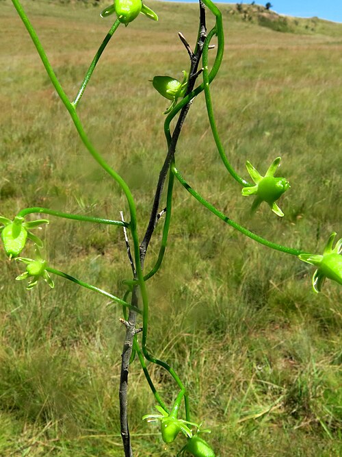 Climbing onion: Bowiea volubilis volubilis in the midlands of KwaZulu-Natal