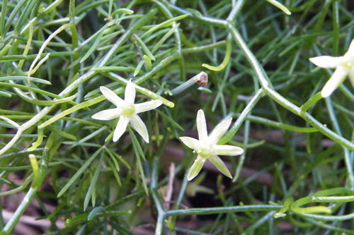 Climbing onion (Bowiea volubilis)