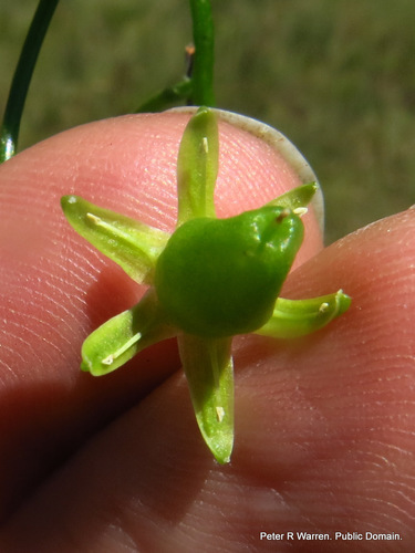 Climbing onion (Bowiea volubilis)