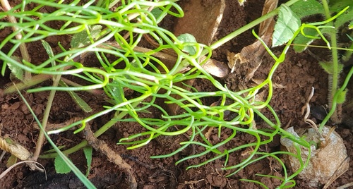 Climbing onion (Bowiea volubilis)