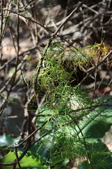 Climbing onion (Bowiea volubilis)