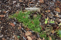 Climbing onion (Bowiea volubilis)