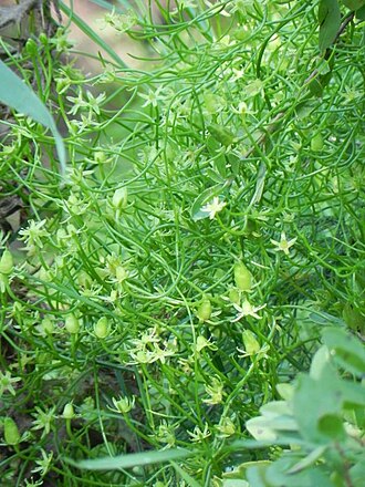 Climbing onion: Bowiea volubilis Harv. - Queenstown district, South Africa