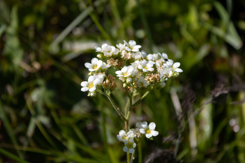 Large boykinia (Boykinia major)