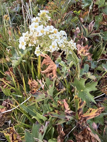 Large boykinia (Boykinia major)