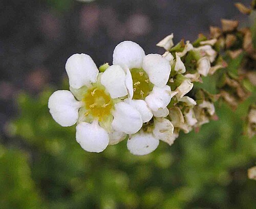 Large boykinia: Boykinia major [阿姆斯特丹植物園 Hortus Botanicus, Amsterdam]