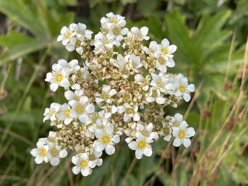 Large boykinia (Boykinia major)