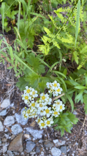 Large boykinia (Boykinia major)
