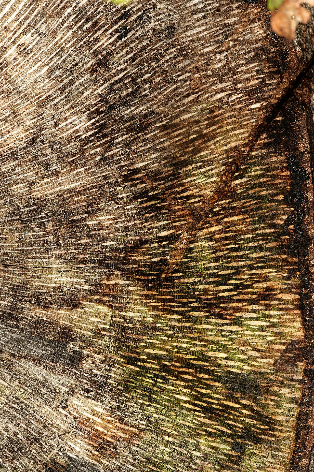 Brabejum stellatifolium: Brabejum stellatifolium , surface of cut old dead trunk in transverse view showing typical Proteaceae wood with broad xylem rays (whitish); Kirstenbosch Nationa