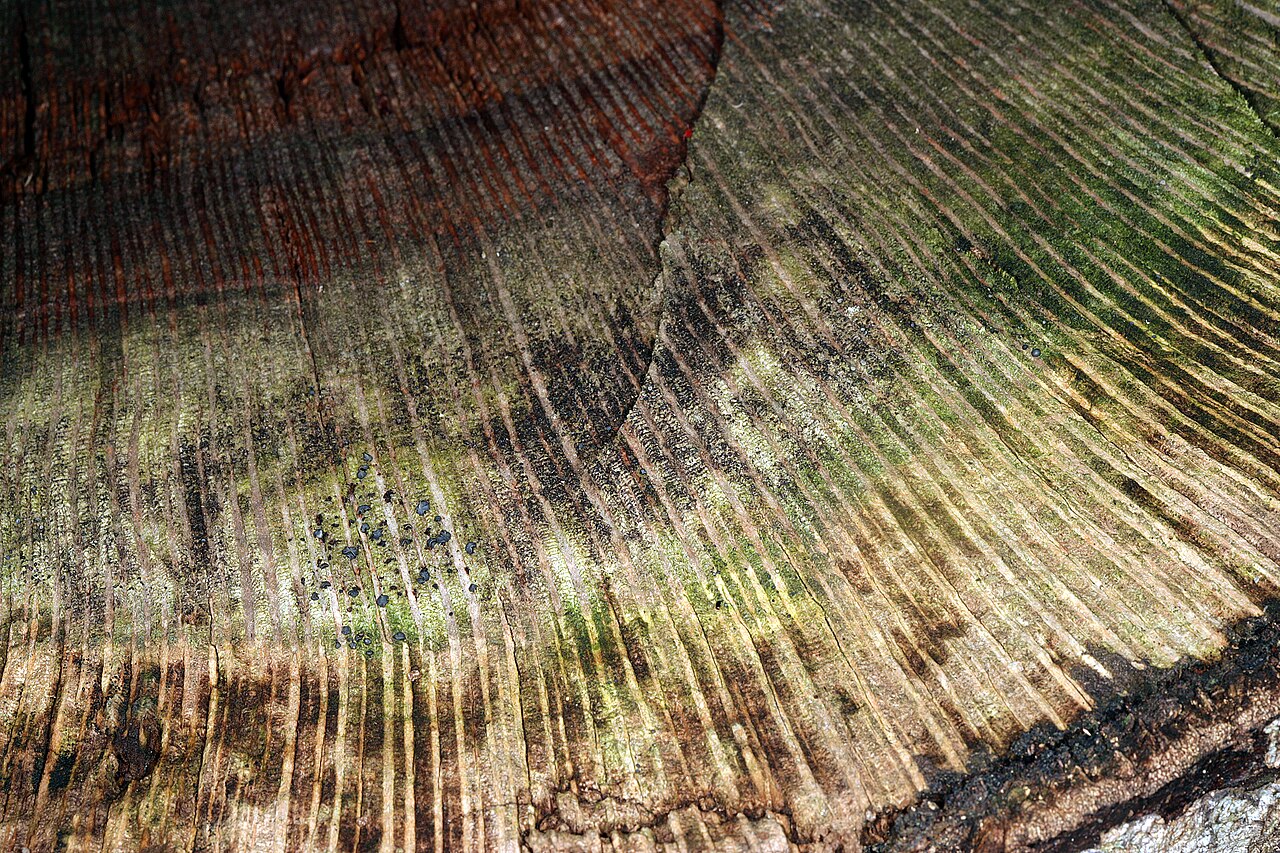 Brabejum stellatifolium: Brabejum stellatifolium , surface of cut old dead trunk in transverse view showing typical Proteaceae wood with broad xylem rays (the latter whitish towards out