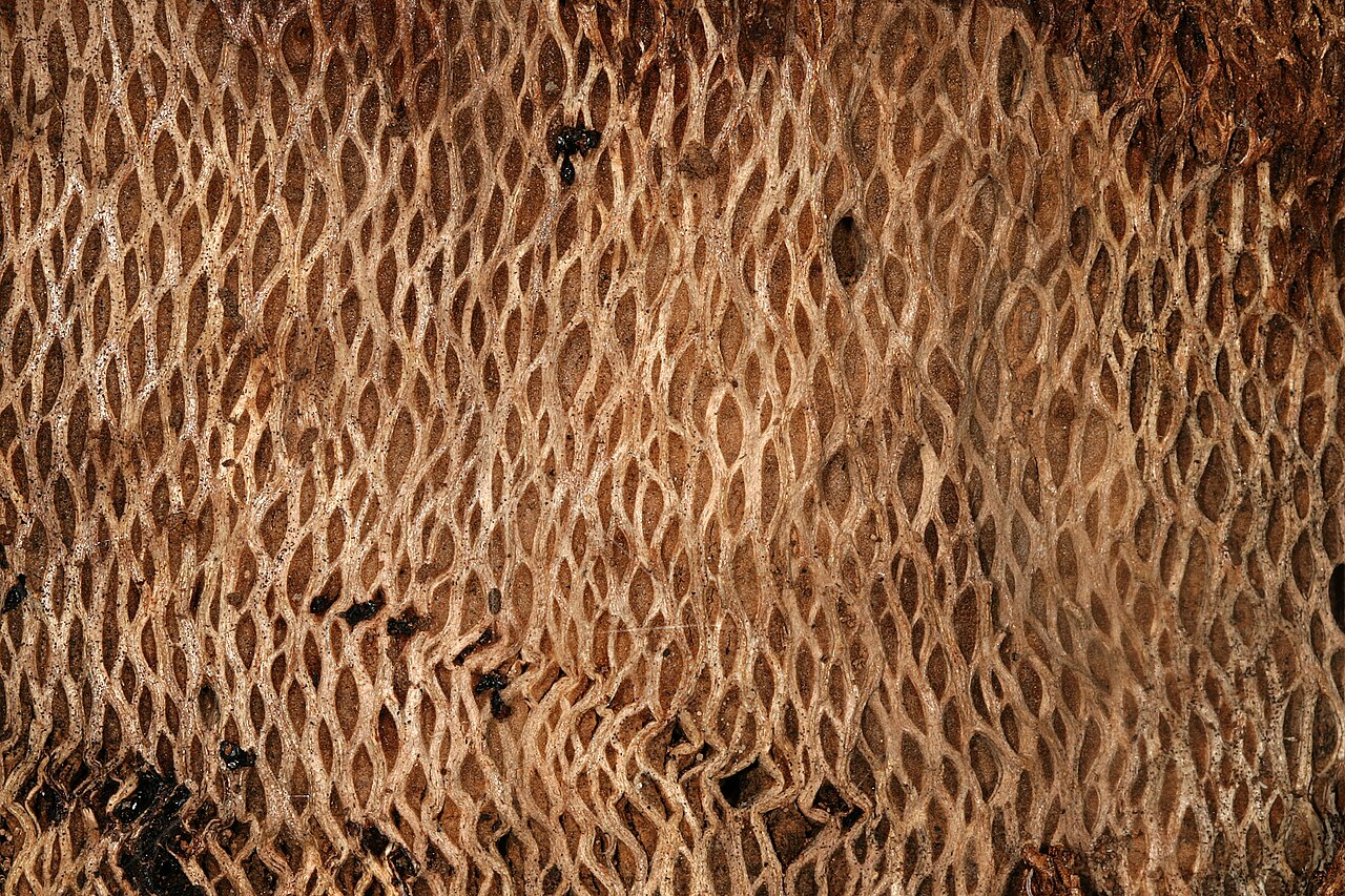 Brabejum stellatifolium: Brabejum stellatifolium , exposed surface of weathered old dead trunk with bark removed, showing typical Proteaceae wood with broad xylem rays (tangential view)